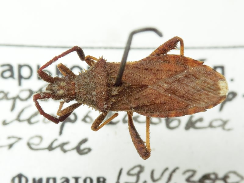 Coriomeris denticulatus (Scopoli, 1763)